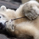 Image for article titled Tests Suggest Knut Died Of Brain Problem